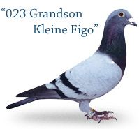 Grandson Kleine Figo