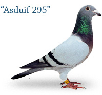 Asduif 295