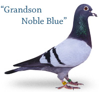 Grandson Noble Blue