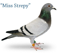 Miss Strepy