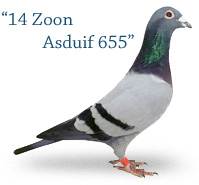 14 Zoon Asduif 655